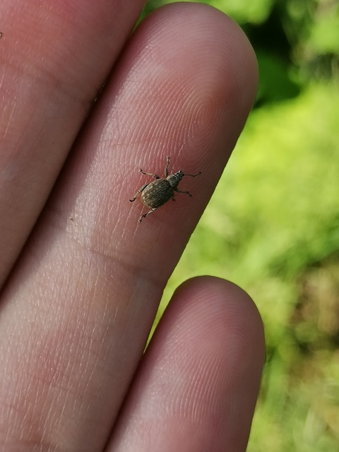 Peritelus familiaris - nagy kendermagbogár