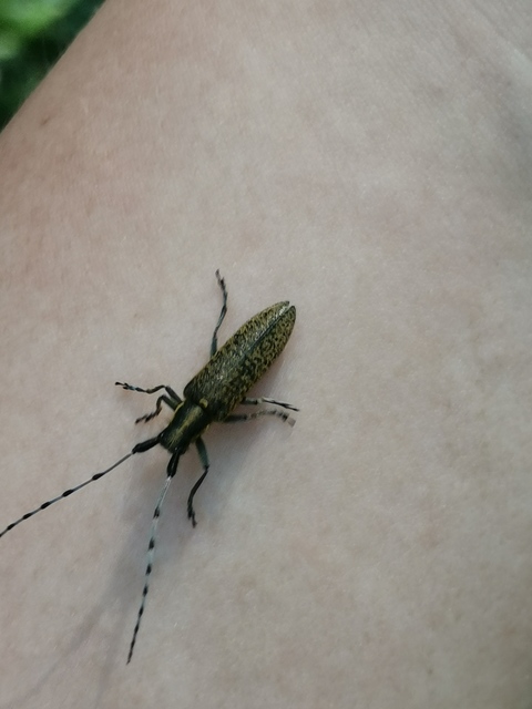 Agapanthia villosoviridescens - fehérgyűrűs bogáncscincér