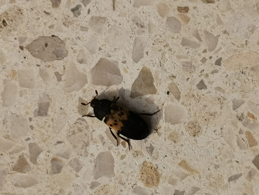 Dermestes lardarius - szalonnaporva Dermestes lardarius - szalonnaporva