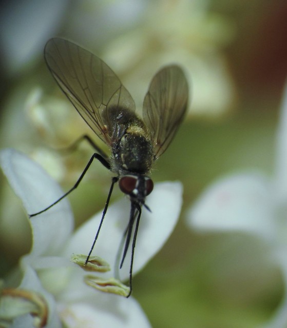 Diptera - Kétszárnyúak