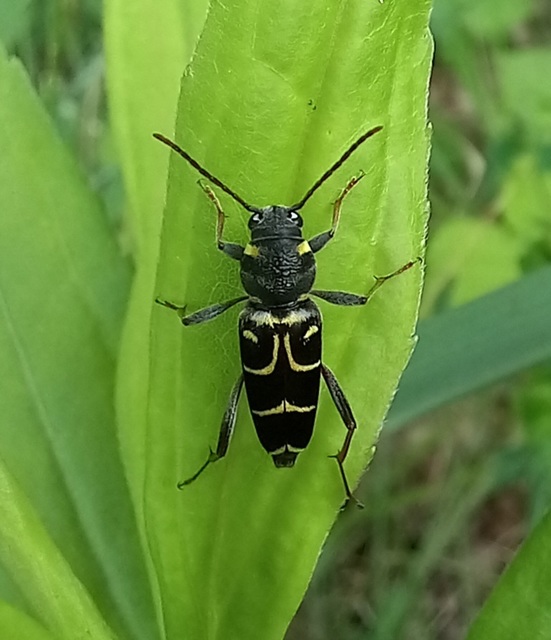 Xylotrechus antilope - fürge darázscincér