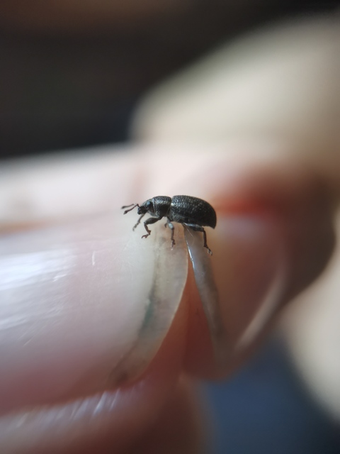Sitona hispidulus - szőrös csipkézőbogár