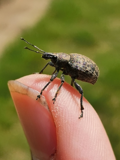 Otiorhynchus ligustici - vincellér-gyalogormányos