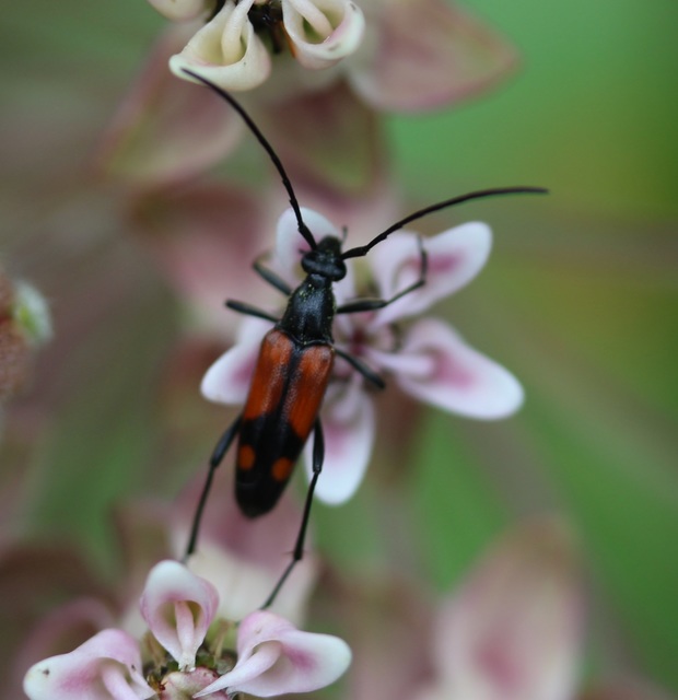 Stenurella bifasciata - kétöves karcsúcincér