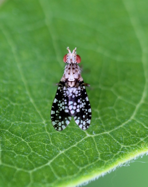 Trypetoptera punctulata - pirosszemű szarvaslégy