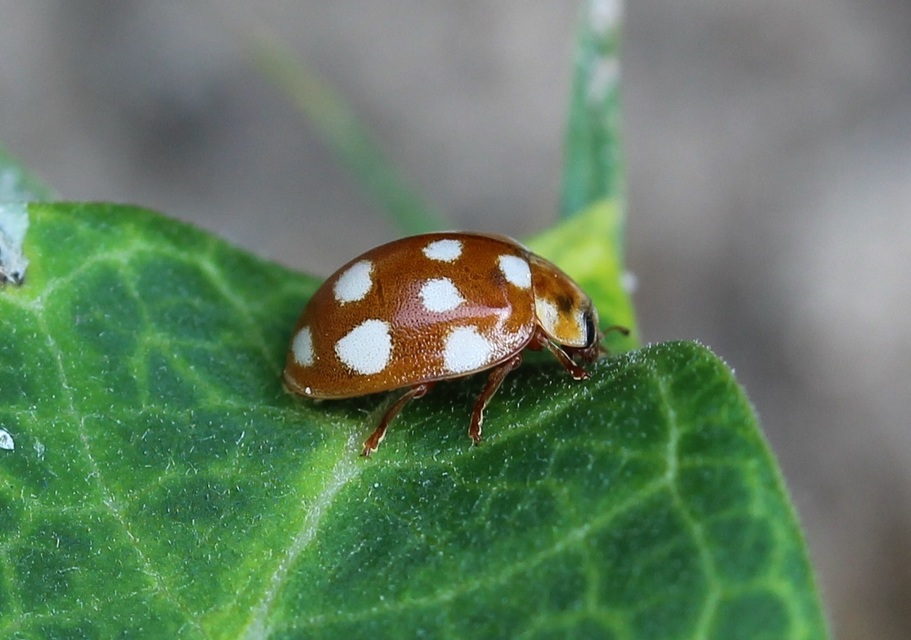 Calvia quatuordecimguttata - tizennégycseppes füsskata