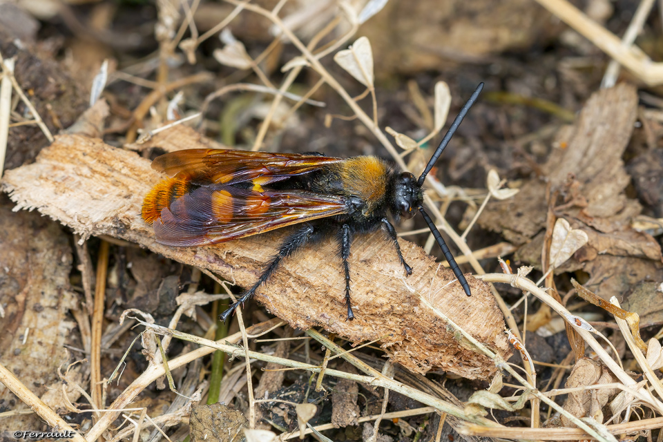 Megascolia maculata - óriás-tőrösdarázs