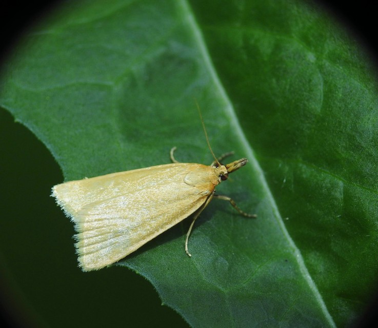 Cholius luteolaris - sárga mohailonca