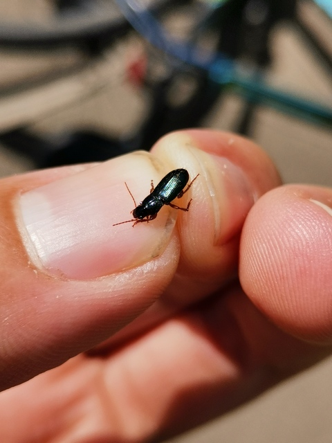 Ophonus azureus - azúrkék bársonyfutó