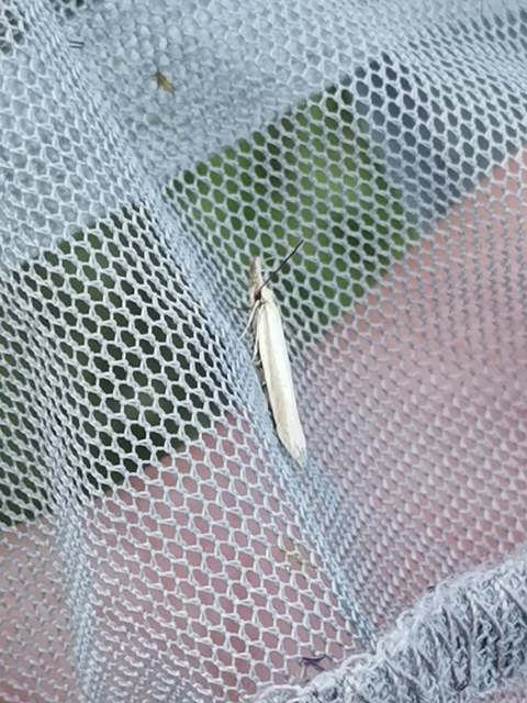 Pleurota