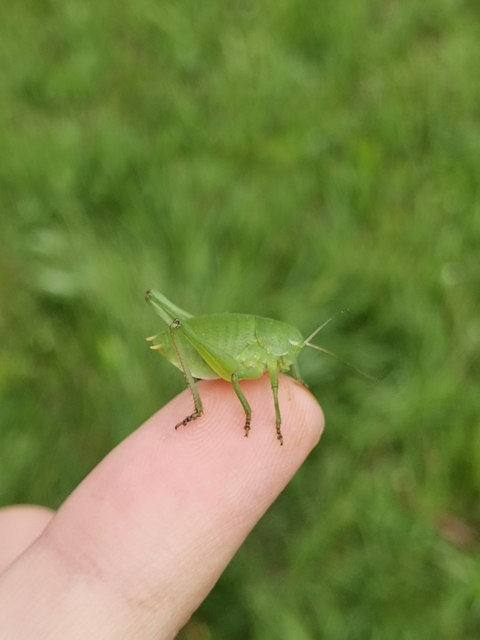 Polysarcus denticauda - fogasfarkú szöcske