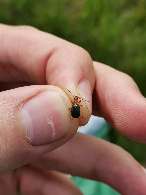 Brachinus explodens - kis pöfögőfutó