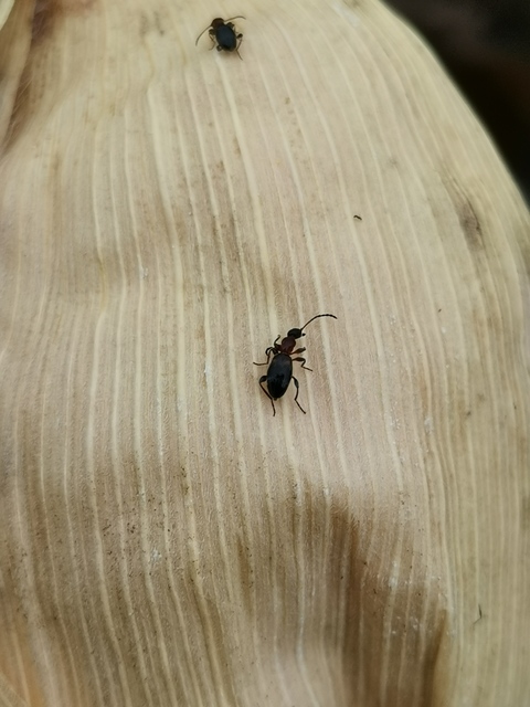 Anthelephila pedestris - hangyaszerű fürgebogár