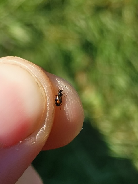 Anthicus antherinus - közönséges fürgebogár