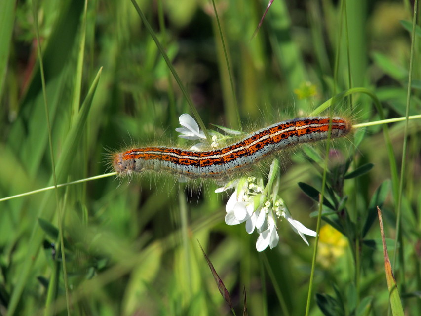 Malacosoma castrensis - kutyatejszövő