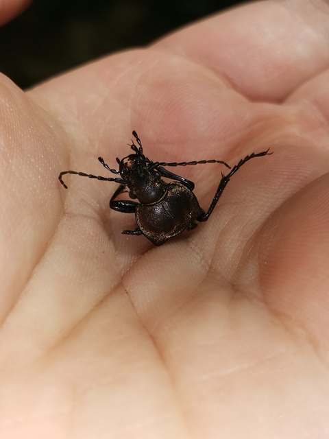 Carabus ulrichii - rezes futrinka Carabus ulrichii - rezes futrinka