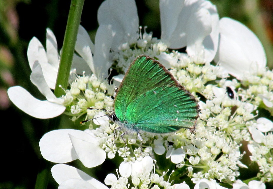Callophrys rubi - zöldfonákú lepke