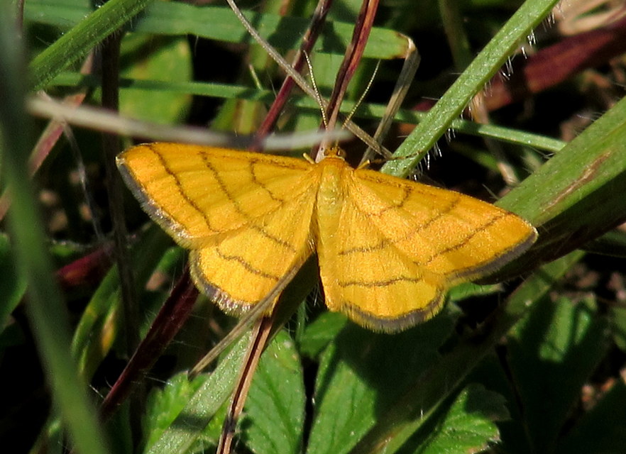 Idaea aureolaria - aranyos sávosaraszoló