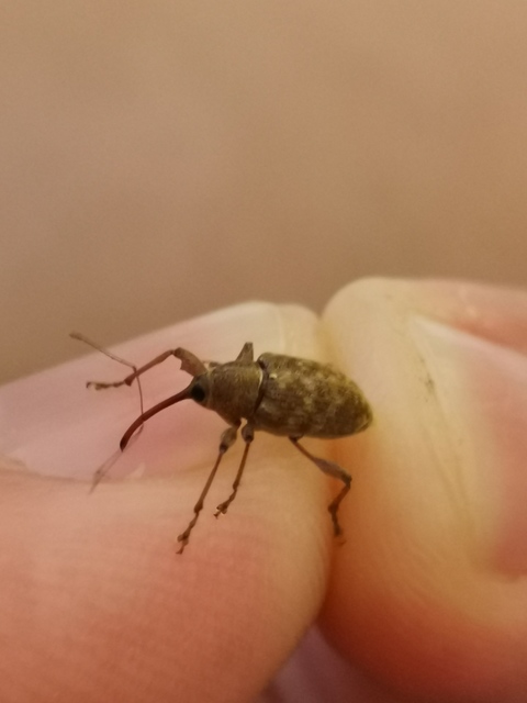 Curculio elephas - gesztenyezsuzsóka