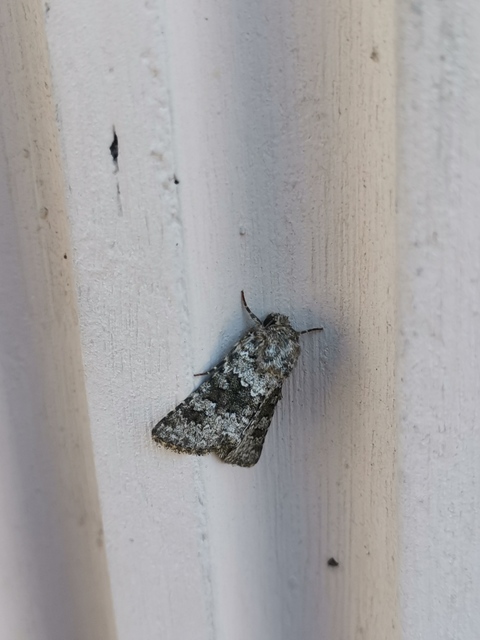 Hecatera dysodea - parajbagoly