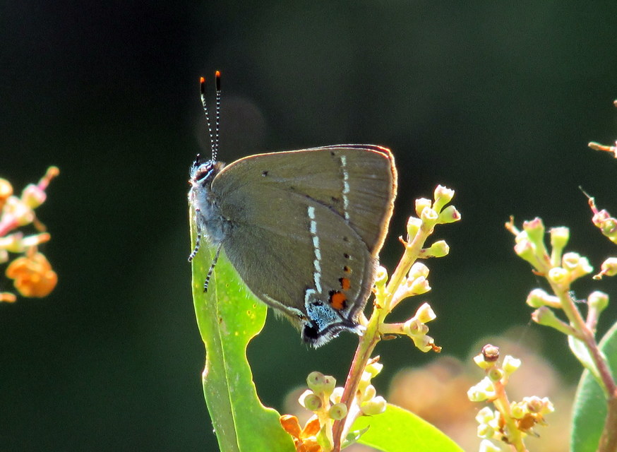 Satyrium spini - kökény-csücsköslepke