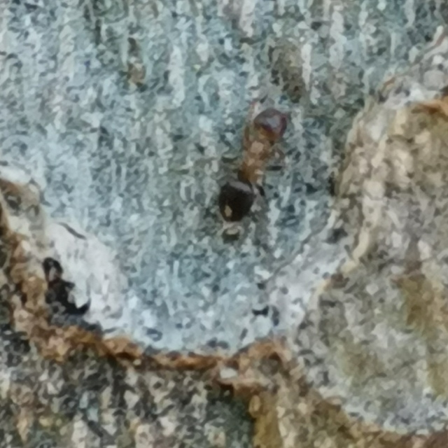 Lasius brunneus - rozsdáshátú feketehangya