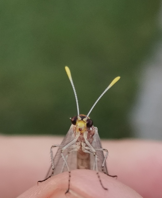 Megistopus flavicornis - kétfoltos hangyaleső Megistopus flavicornis - kétfoltos hangyaleső