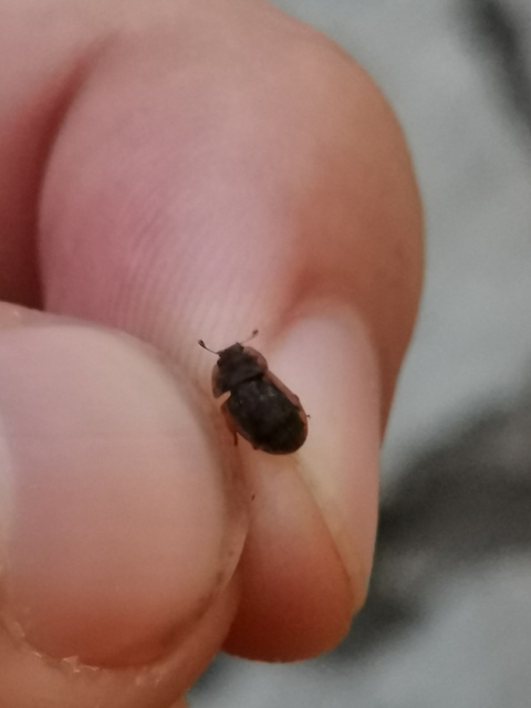 Soronia grisea - pettyegetett fénybogár