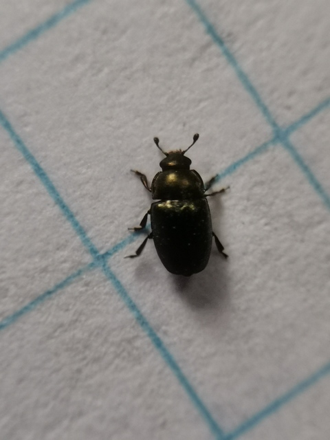 Nitidulidae - fénybogárfélék