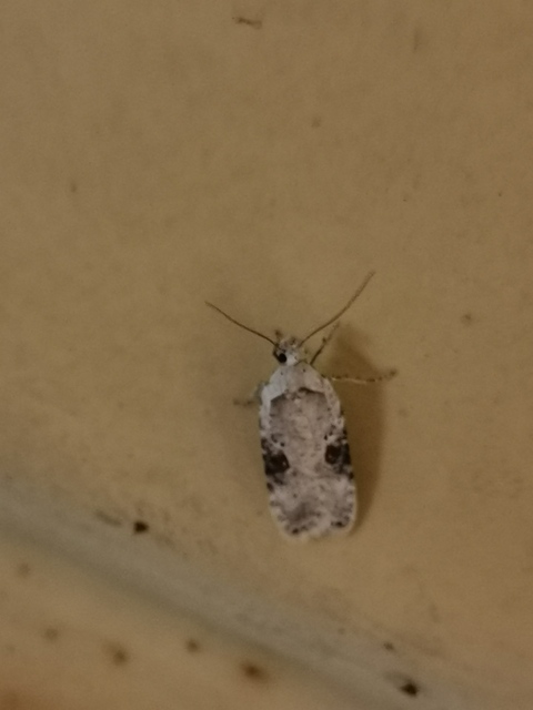 Agonopterix alstromeriana - bürök-laposmoly