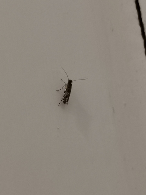 Macrosaccus robiniella - akáclevél-sátorosmoly