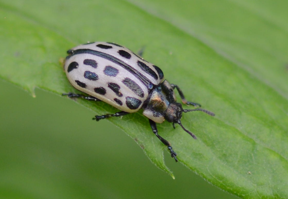 Chrysomela vigintipunctata - húszfoltos fűzlevelész