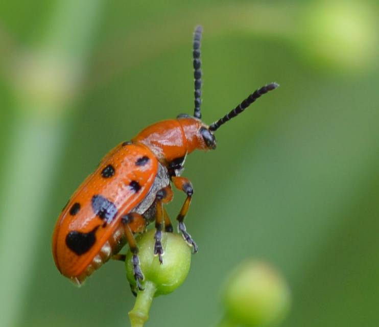 Crioceris duodecimpunctata - tizenkétpontos spárgabogár