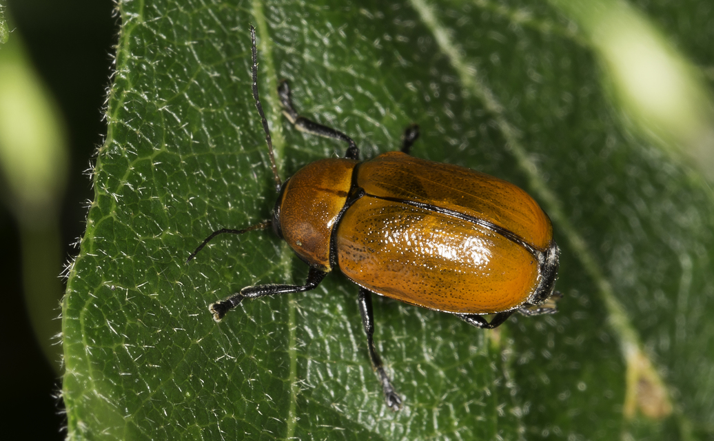 Cryptocephalus coryli - mogyoró-zömökbogár