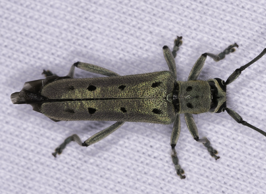 Saperda octopunctata - nyolcpontos cincér