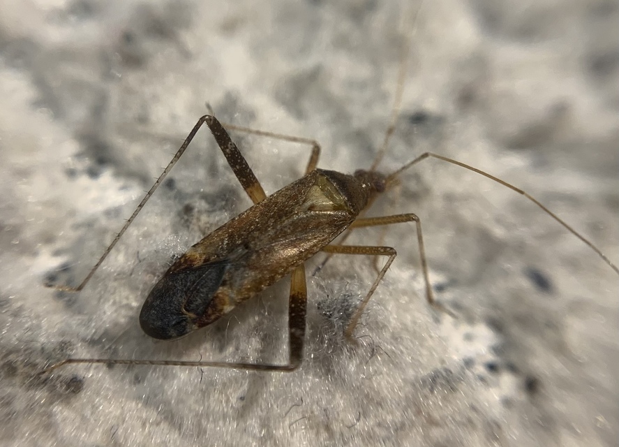 Phytocoris ulmi - szilfapoloska