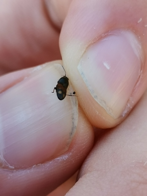 Drasterius bimaculatus - változékony pattanó