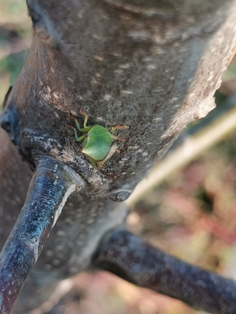 Stictocephala bisonia - bivalykabóca