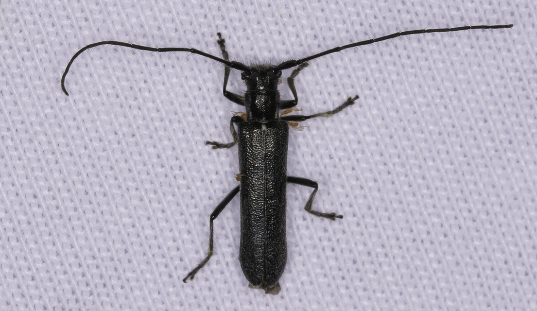 Stenostola dubia - fémes hársfacincér