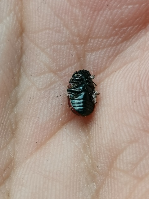 Chrysolina marginata - nyúlánk szegélyeslevelész