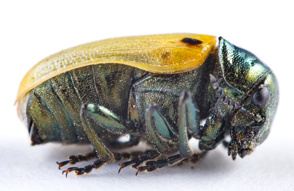 Labidostomis