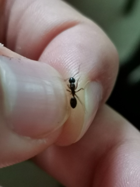 Camponotus fallax - ligeti lóhangya