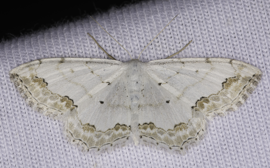 Scopula ornata - díszes fehéraraszoló