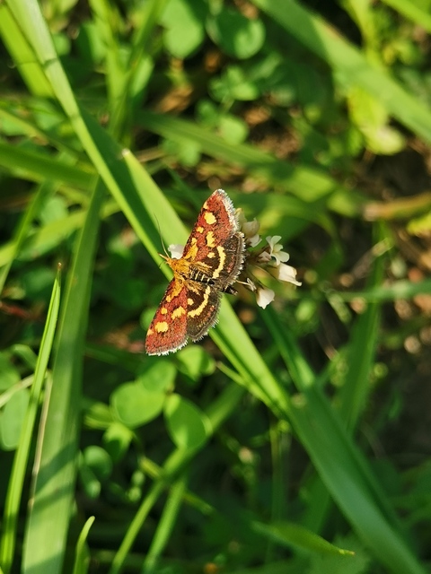 Pyrausta purpuralis - közönséges bíbormoly