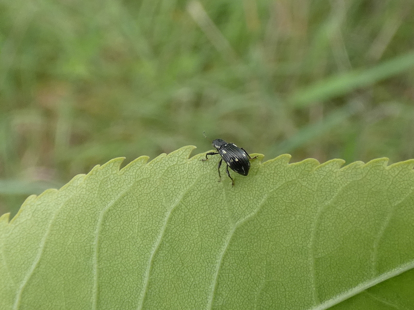 Polydrusus picus - pikkelyfoltos lombormányos