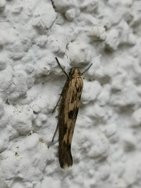 Scythris limbella - parajfonó zöldmoly