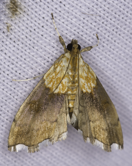 Agrotera nemoralis - ligeti tűzmoly