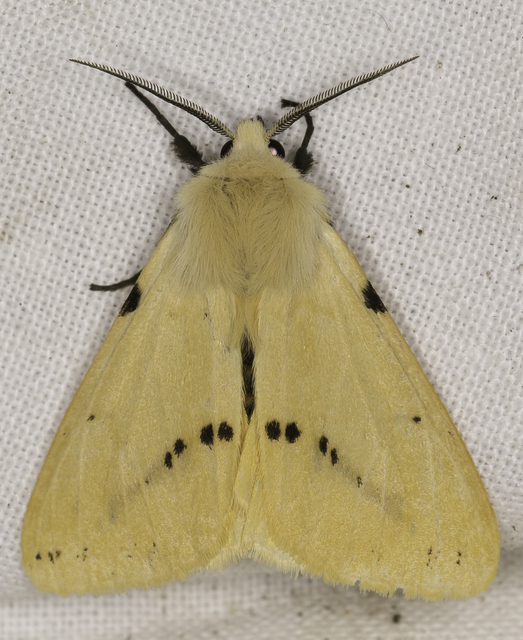 Spilarctia lutea - sárgás medvelepke