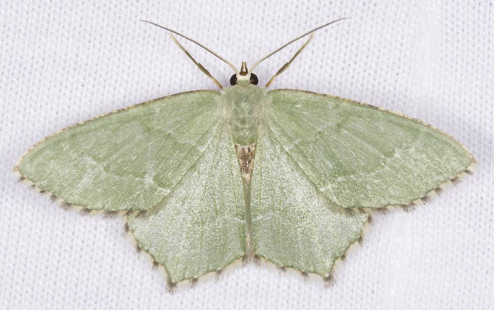 Hemithea aestivaria - nyír-zöldaraszoló