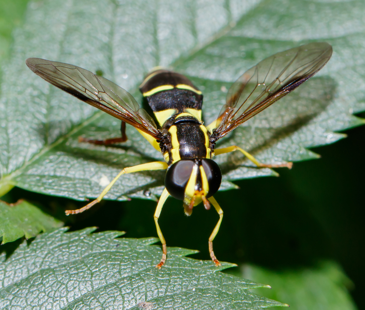 Xanthogramma pedissequum - gyakori oldalsávoslégy